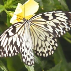 Mariposa Dama Filipina 2