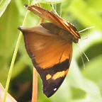 Mariposa Hoja (Desconocido)