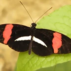 Mariposa Cartero