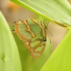 Mariposa Malaquita Por Detras