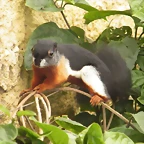 Ardilla Tricolor