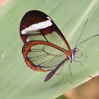 Mariposa Alas De Cristal 2