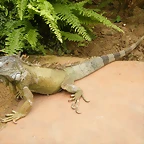 Iguana Com?n