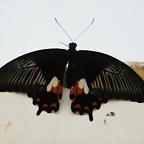 Mariposa (Desconocido) 6