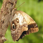 Mariposa Buho Por Detras 2