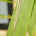 Oruga De Mariposa Del Bamb?