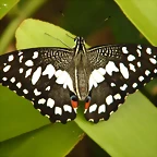 Papilio Ajedrez