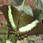 Papilio Esmeralda