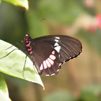 Mariposa Trasandina Por Detras