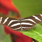 Mariposa Cebra