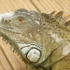 Perfil De Iguana Com?n