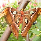 Mariposa Atlas