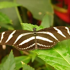 Mariposa Cebra 2