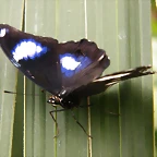 Mariposa (Desconocido) 4