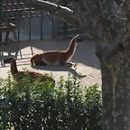 Zoo de Barcelona 12-03-12 203