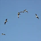 Zoo de Barcelona 12-03-12 287