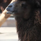 Zoo de Barcelona 12-03-12 058
