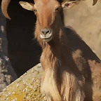 Zoo de Barcelona 12-03-12 267