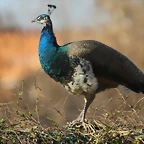 Zoo de Barcelona 12-03-12 084