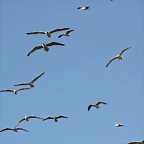 Zoo de Barcelona 12-03-12 301