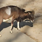 Zoo de Barcelona 12-03-12 104