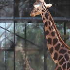 Zoo de Barcelona 12-03-12 032