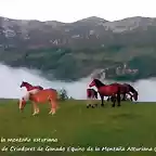 caballos2