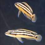 Julidochromis ornatus (5-8-17 Zoo Zajac)