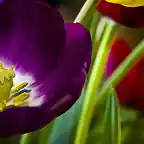 Purple-Flower-1