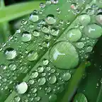 Raindrops-on-Grass-1