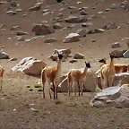 guanacos