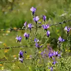 01, flores y alambradas, marca