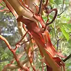Arbutus andrachne (1)