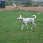 cora