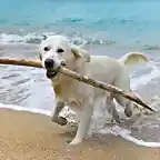 perro-palo-jugando-playa