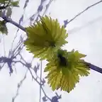 hojas de parra