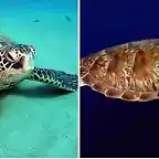 tortugas