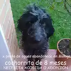 cachorra abandonada en Mlaga (Ronda)