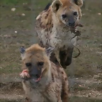 Zoo Lyon + Safari Peaugres febrer 2011 1426