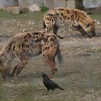 Zoo Lyon + Safari Peaugres febrer 2011 1438