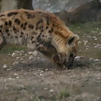 Zoo Lyon + Safari Peaugres febrer 2011 1433