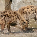Zoo Lyon + Safari Peaugres febrer 2011 1444
