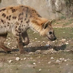 Zoo Lyon + Safari Peaugres febrer 2011 1451