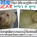 azucar