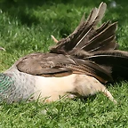 Zoo de Barcelona 03-04-11 550
