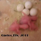 3 pollo de kitty 10-4-11