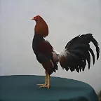 gallo espaol
