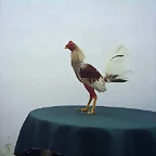 gallo maraon canaguey