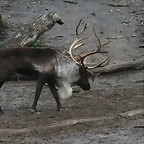 Zoos Wuppertal, Dortmund y Gelsenkirchen 01-10-09 706