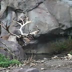 Zoos Wuppertal, Dortmund y Gelsenkirchen 01-10-09 720
